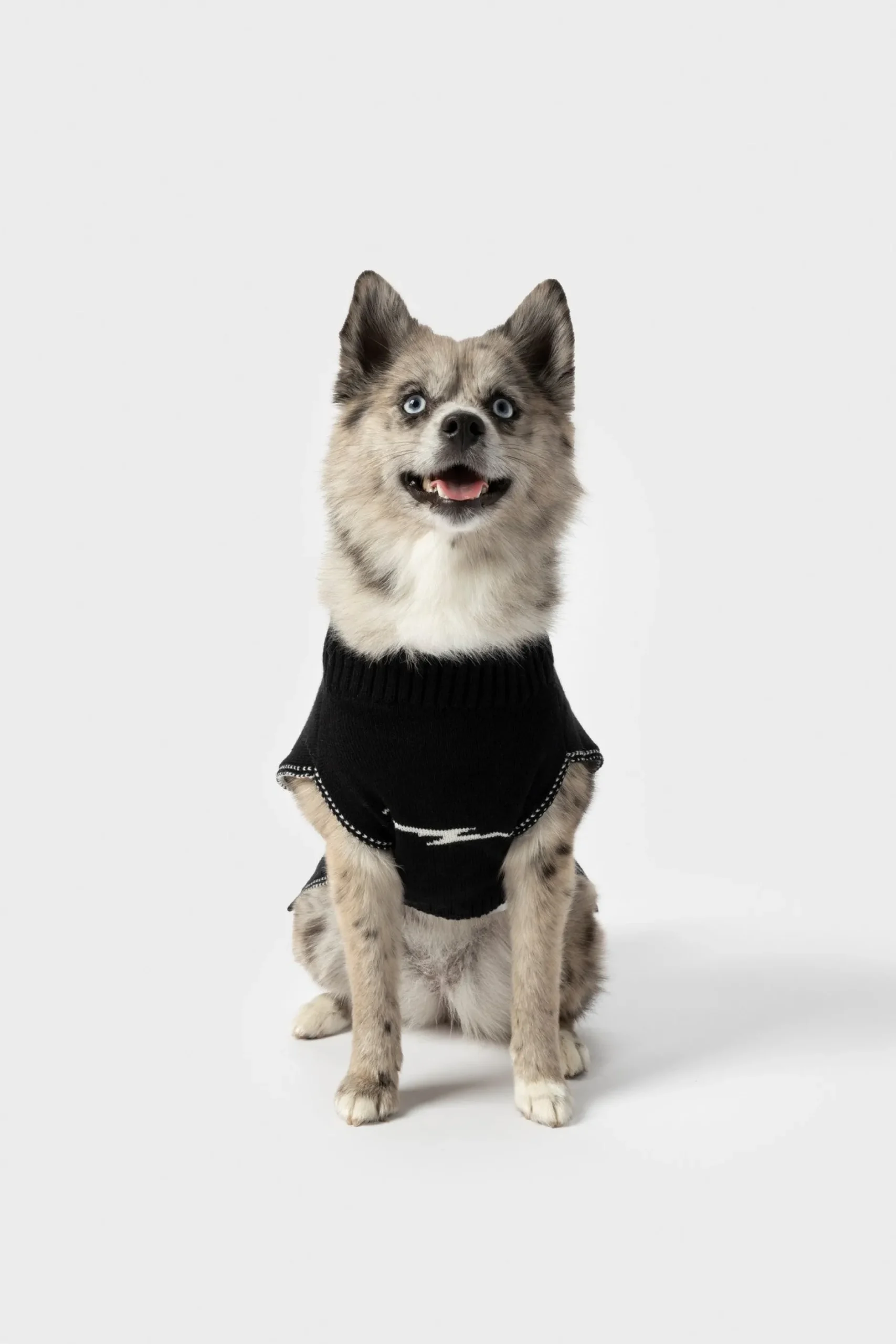 Clearance Shinola Dog Sweater Black