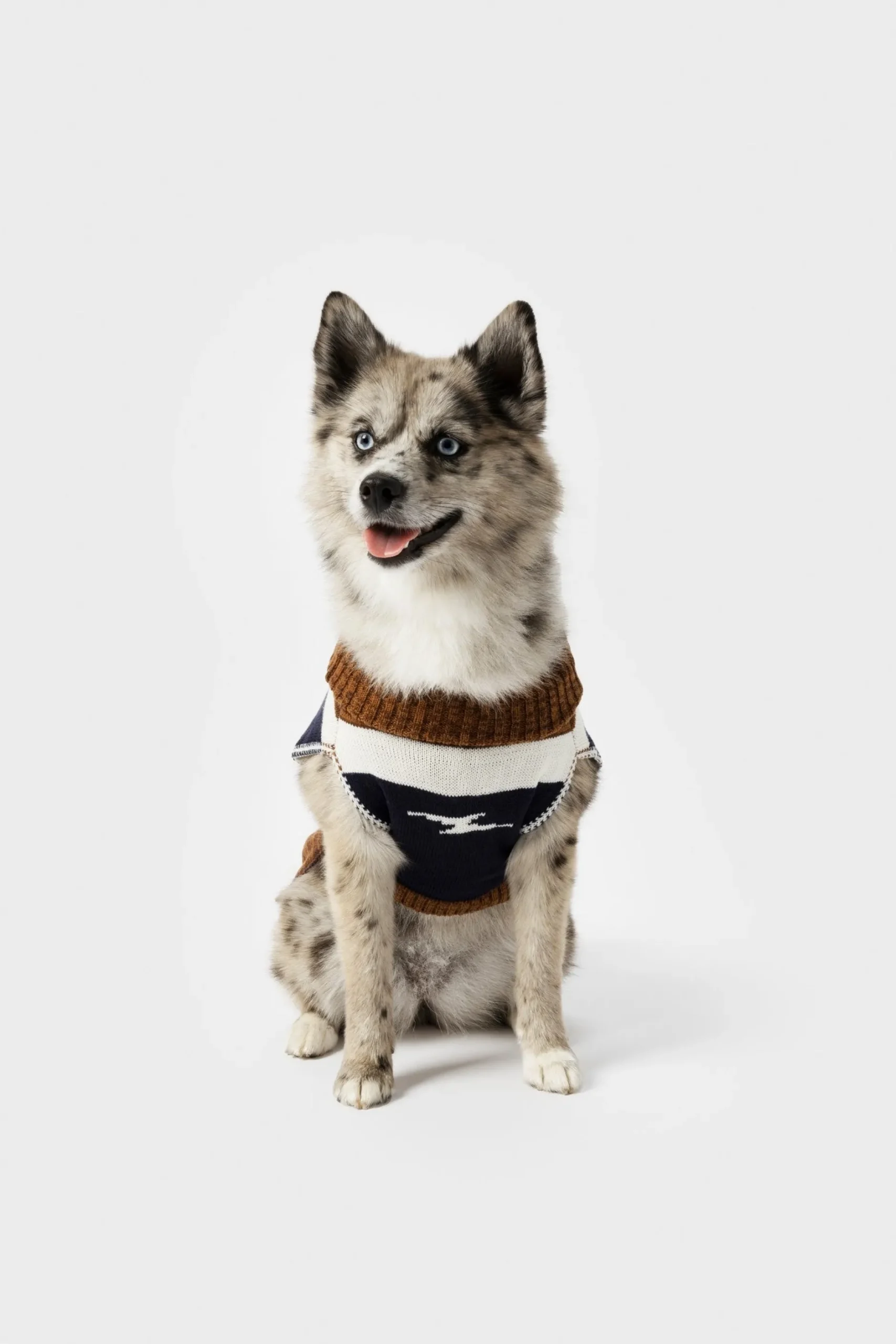 Discount Shinola Dog Sweater Brand Stripe / Tan